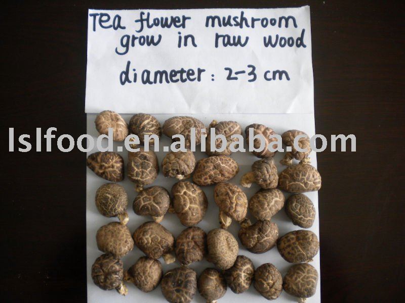 wild shiitake mushroom grow in raw wood