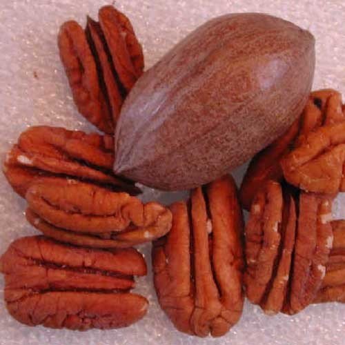 Savannah Pecans Flavored Coffee
