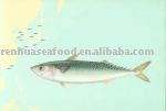 Frozen Fresh Mackerel