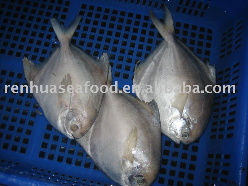  Frozen   butterfish 