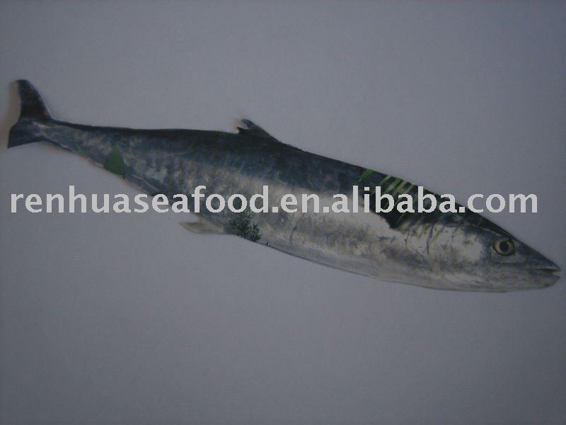 Kosher  Frozen  Spanish Mackerel