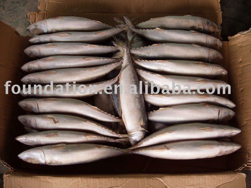 Frozen whole round pacific mackerel 200-300g