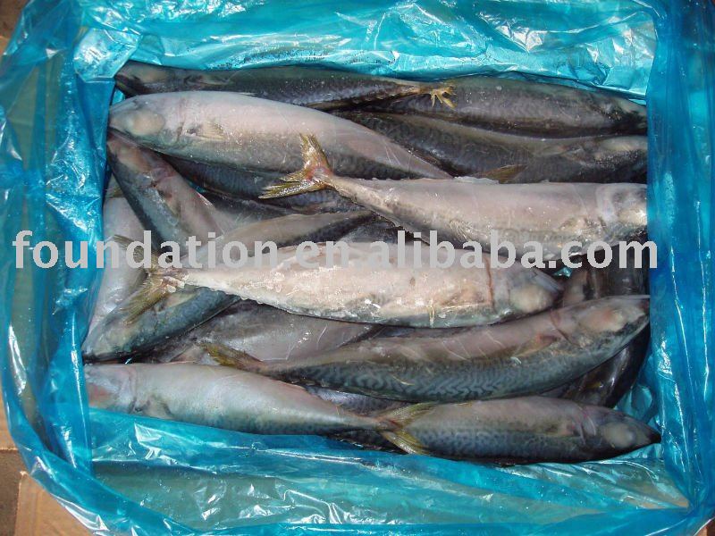 Frozen whole round pacific mackerel 300-500g