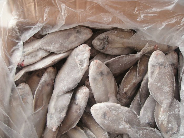  frozen   pomfret   fish 