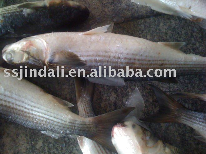  Frozen   Mullet    fish 