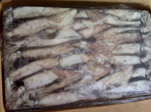 Frozen Squid