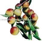  fresh  Ziziphus  Jujube  Mill