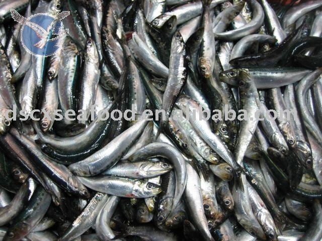 Frozen fresh sardine