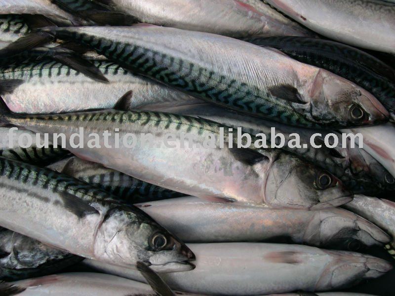  Whole   Pacific   Mackerel  Fish