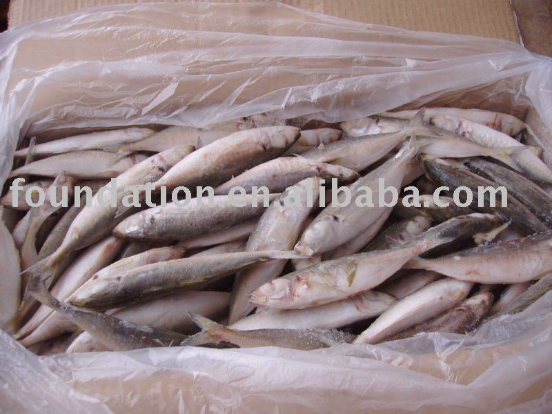 Whole Frozen Round Scad Seafood