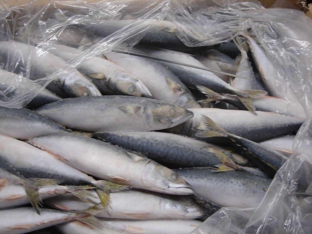 supply  mackerel  ,filet or whole round  gutted   mackerel 