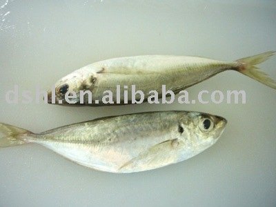 frozen  big   eyes  horse  mackerel ,  big   eyes   mackerel , horse  mackerel  , big   eyes /small  eyes  horse mackere