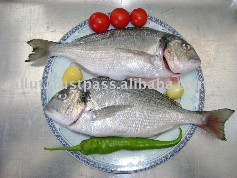 sea bream whole fresh chilled