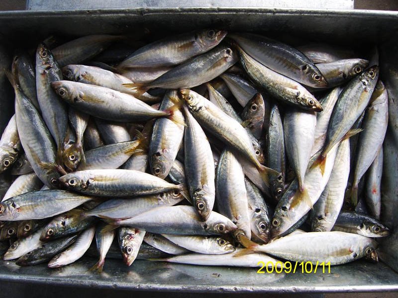 Frozen horse  mackerel ( scad )