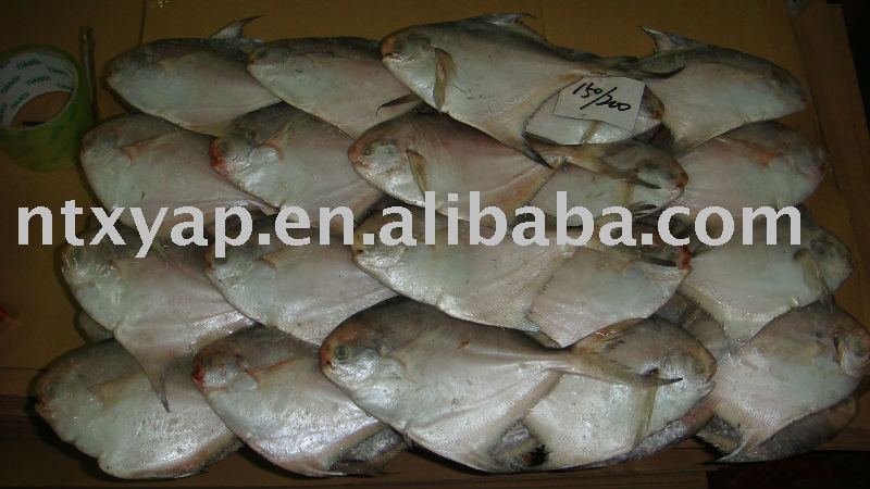 frozen  fish  (  pomfret  )