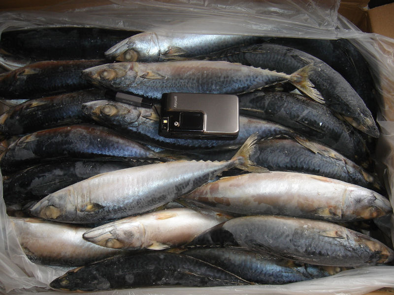 supply mackerel ,filet or whole round gutted
