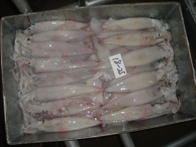 frozen squid, frozen squid tubes, frozen calamari, sleeve-fish products ...