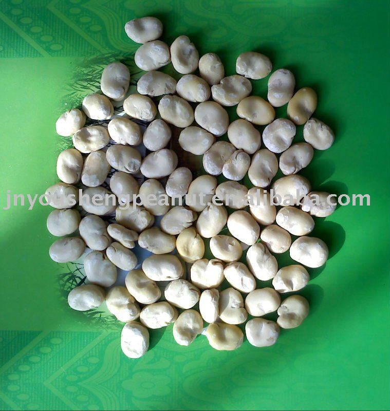 broad beans,China yousheng price supplier - 21food