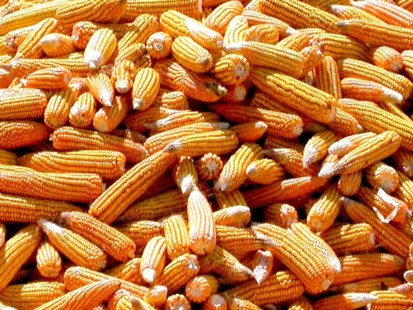  feed   yellow   corn 