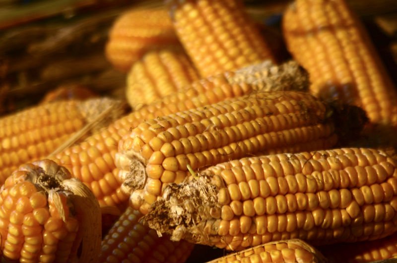 maize exporters india