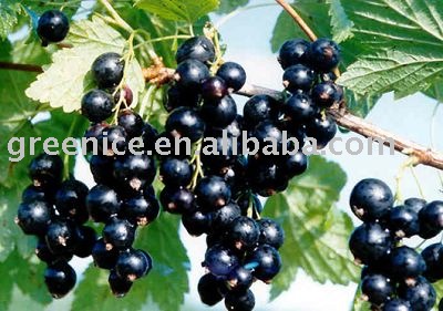 Blackcurrant juice concentrate