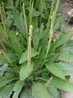 Plantain Herb  Extract   Powder 