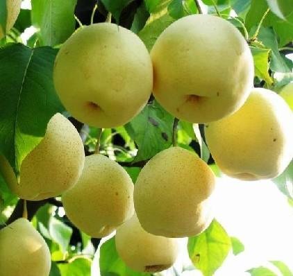 pear  juice