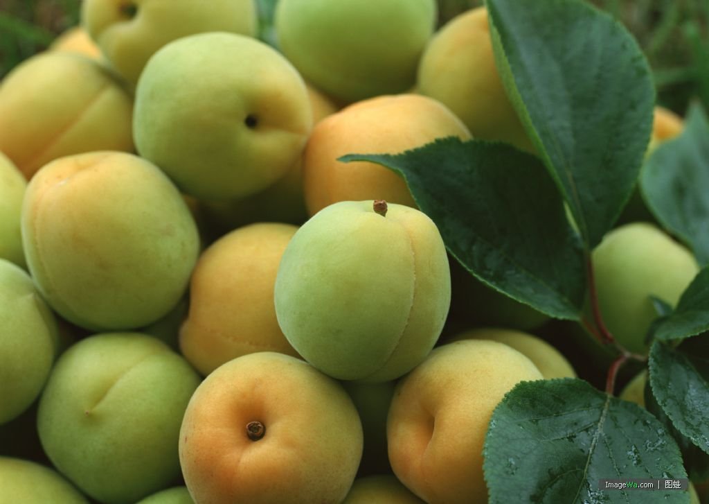 apricot juice