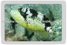 Yellow  Face  Trigger Fish