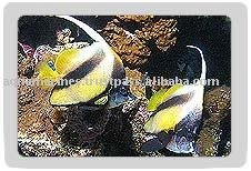 Red Sea Intermidus Banner fish