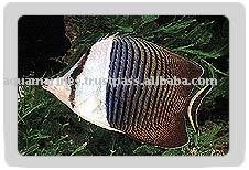 Red Sea Butterfly Fish