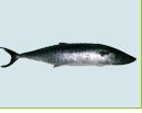 Spanish Mackerel