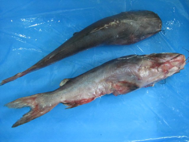 seawater catfish