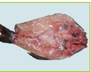 Rohu Back Gutted fish