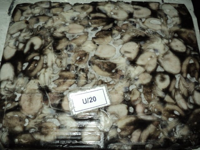 Cuttle Fish whole