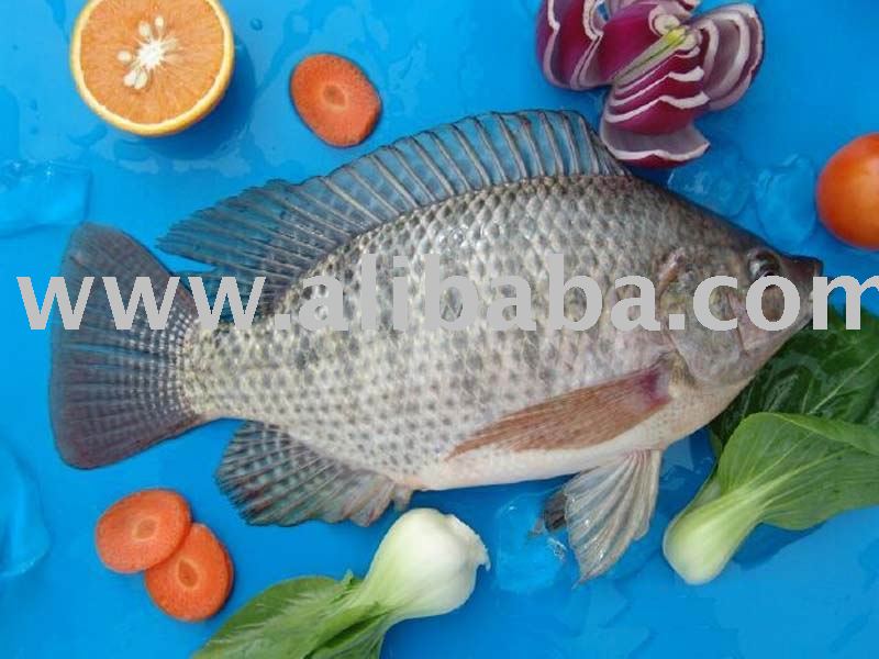  Frozen  Black Tilapia Fish.