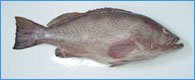 Reefcod