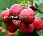  Hawthorn   Juice  Concentrate  55