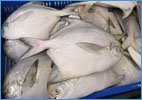 Silver Pompfret