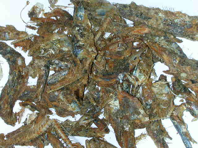 Dried Sardine, Fish Refuse, Waste