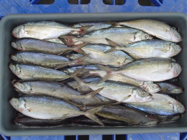 Scad Mackerel Whole Round