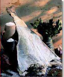 Bacalhau Codfish