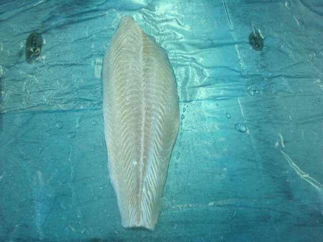 Pangasius