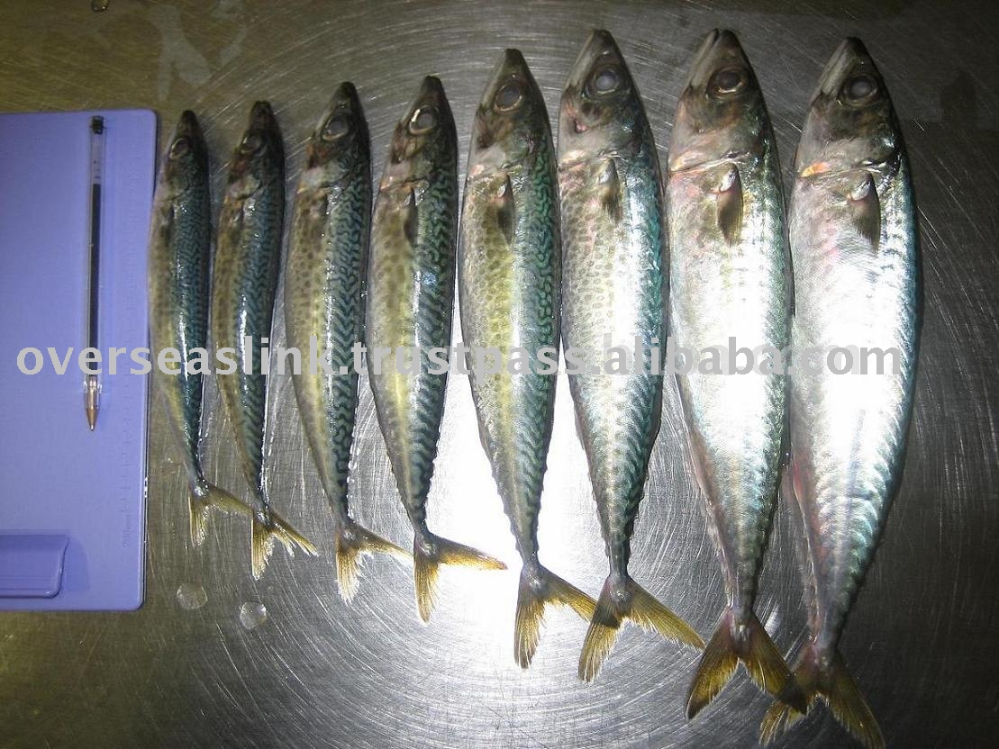 Frozen Mackerel For Fish