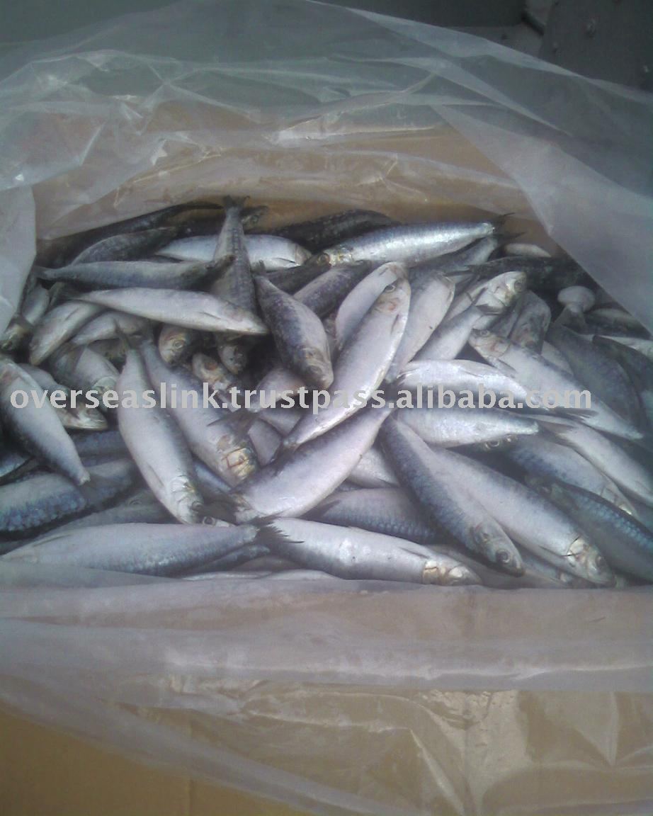  sardine   bait 