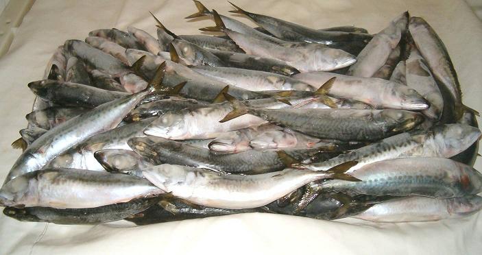 Frozen Fish From Morocco