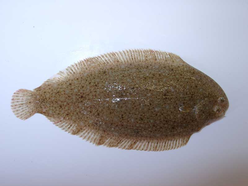 Sand Sole | Hot Sex Picture