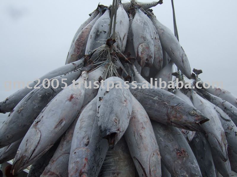 Frozen Albacore Tuna Whole Round