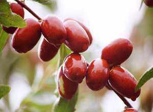 jujube juice  concentrate  ( beverage )