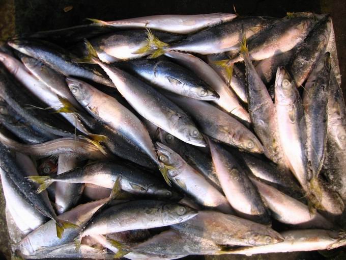 pacific mackerel